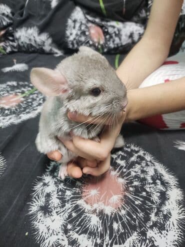 Грызуны: Шиншиллы, окрас стандарт (серый) - Домашние декоративные шиншиллы с — 6
