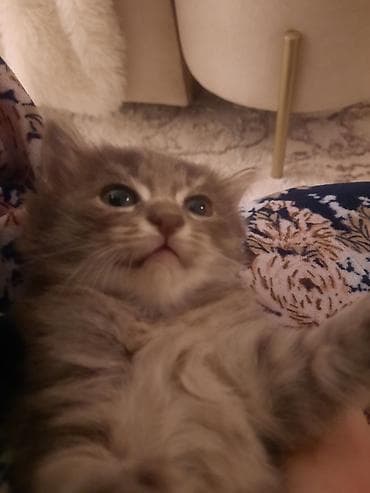 коша: Отдам котят в добрые руки. Возраст 1 месяц, к лотку приучены. Окрас — 5