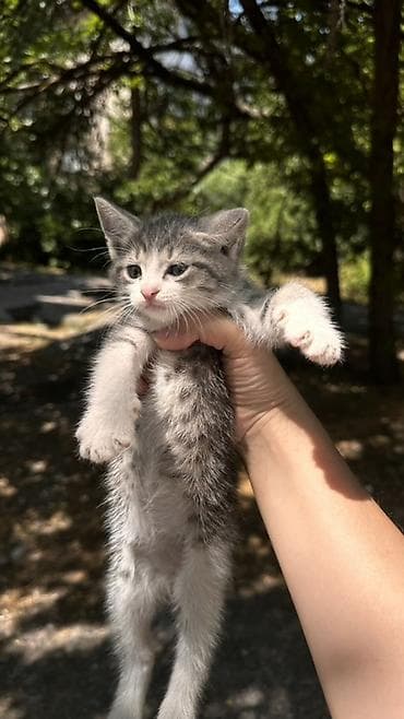 шотладский котенок: 2 месяца, Мальчик — 1