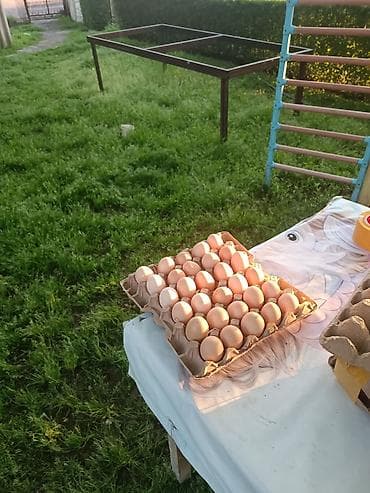 Птицы
