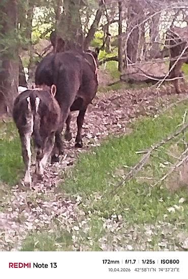 бир: Сатам | Уй (ургаачы) — 6