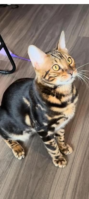 кошки г ош: Бенгальская, 2 месяца, Мальчик, Черный, Приучена к лотку, Проглистована, С документами — 1