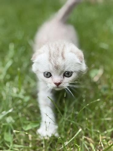 ангора кошка купить: Шотландские вислоухие котята - Порода: Scottish Fold (вислоухие) - — 4