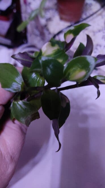 Декор и интерьер: Хлорофитумы. распродажа Хлорофитум - можно по праву назвать — 14