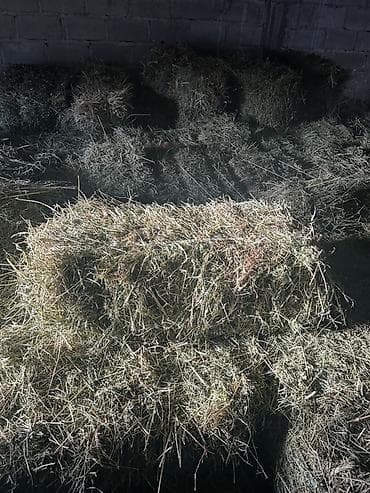 Сено в тюках - Вид: луговое/злаковое сено в прямоугольных тюках. -