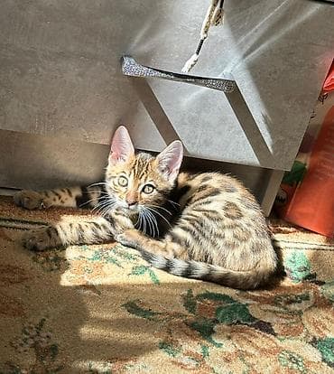 Бенгальская, 3 месяца, Мальчик, Приучена к лотку