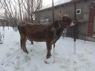 Айыл-чарба жаныбарлары: Сатам | Кунаажын | Ангус | Бордоп семиртүү үчүн | Бооз — 5