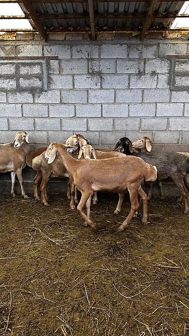 кормушки для животных: Продаю | Овца (самка) | Арашан | Для разведения | Племенные, Матка, Ярка — 4