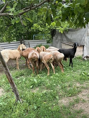 кошка сфинкс с шерстью: Продаю | Овца (самка), Ягненок | Арашан | Для разведения | Матка, Ярка — 7