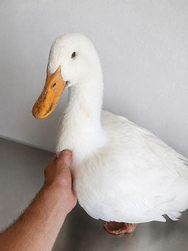 бройлер тушки: 🦆 РАСПРОДАЖА ЖИВЫХ УТОК ПОРОДЫ АГИДЕЛЬ! 🦆 💥 Акционная цена — всего — 2
