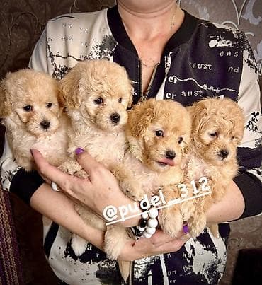 Той пудели . С документами! Идеальная порода которая не линяет и не