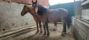 кой обмен: Продаю | Кобыла (самка) | Полукровка | Рабочий — 5