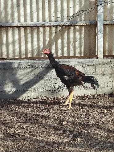 скупка кара балта: Продаю | Куры — 2