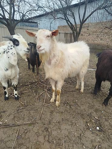 Козы, козлы: Продаю | Коза (самка) | Полукровка | Для молока — 2