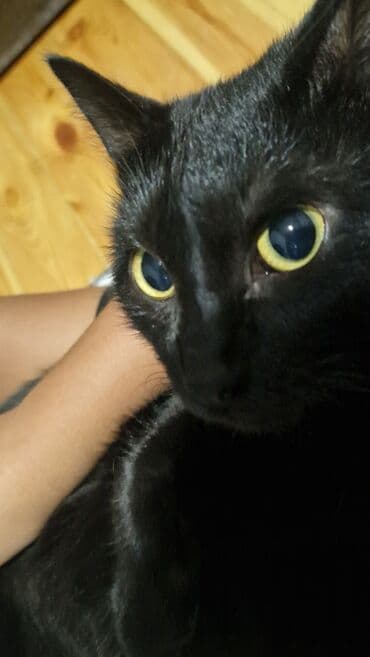 попугай неразлучник купить: Бомбейская, 1 год, Мальчик, Черный, Кастрирована — 1