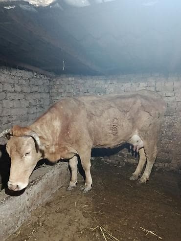 Козы, козлы: Продаю | Корова (самка) | Для молока — 1