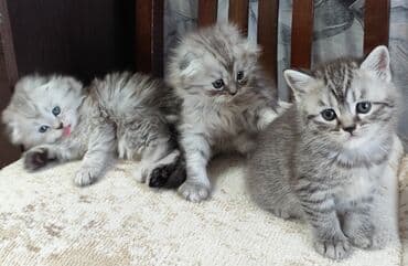 шотланские котята: Скотиш Фолд (Шотландская вислоухая), 1 месяц, Девочка, Серебристая шиншилла, Приучена к лотку, С документами — 4