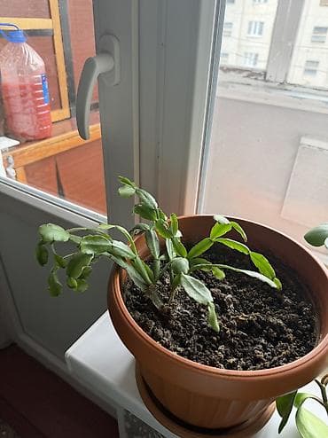 ray ban очки с камерой бишкек цена: Продаю домашние цветы в Кара Балте звоните() — 1