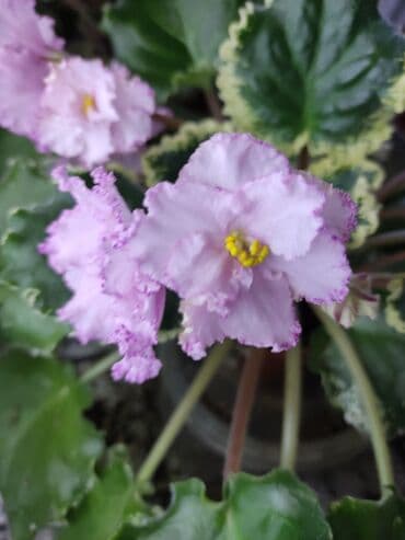 мясо доставка: Сортовые фиалкидетки,листовые черенки — 4