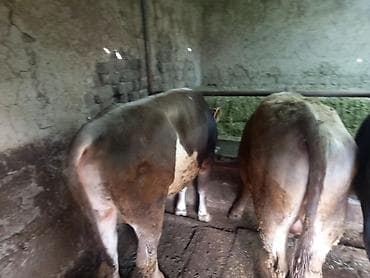 откорм база: Продаю | Бык (самец) | На откорм | Привязанные — 2