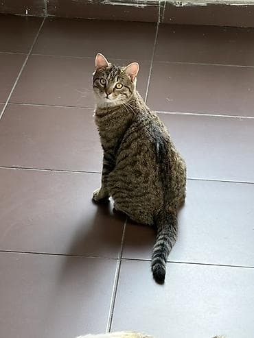 кошки крысоловы: Кошка даром: Беспородная, Девочка, Приучена к лотку — 2