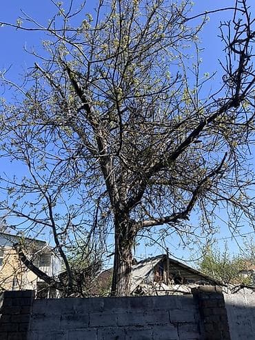 ОТДАМ ДАРОМ!!! Плодовое дерево (орех) для спила на дрова/заготовку