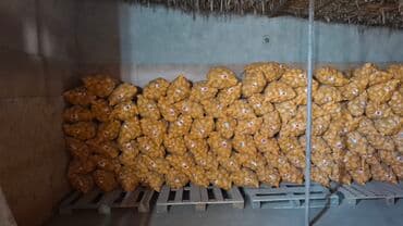 кухонные посуды: Картошка Оптом — 1