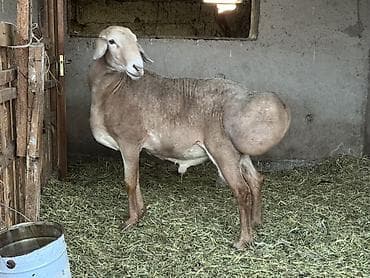 меняю на дом: Продаю | Баран (самец) | Для разведения | Осеменитель — 3