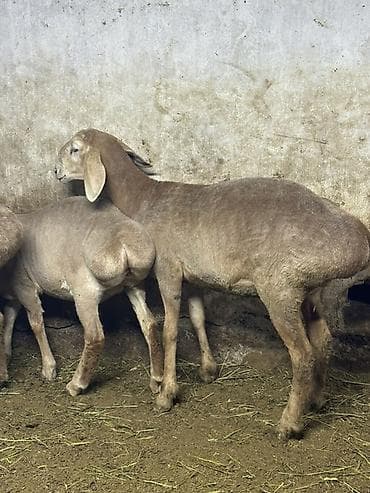 продаю бычка: Продаю | Овца (самка) | Эдильбаевская | Для разведения | Матка — 6