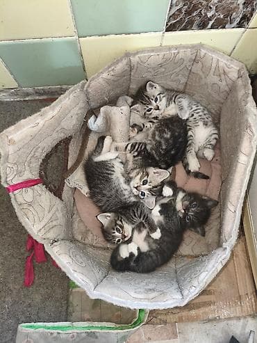 котят купить: Котята, помёт из 4 малышей. Родились 27 апреля - 2 девочки,и 2 — 7