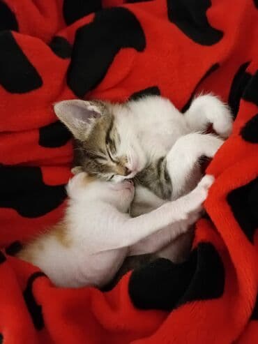 новорожденные котята: Два маленьких котенка с мягкой шерстью. Один котенок имеет окрас табби — 2