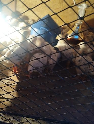 утки с утятами: Адлер цыплят месяц — 1