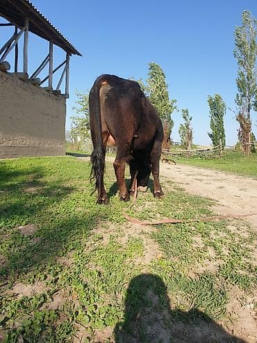 бирка для животных: Продаю | Бык (самец) | На откорм | Привязанные — 3