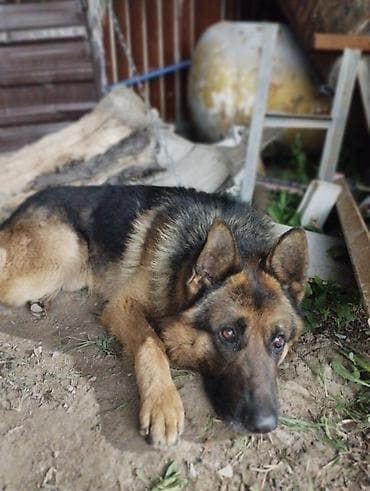 Иттер сатылат: Немецкая овчарка, взрослый кобель классического чёрно-рыжего окраса — 1