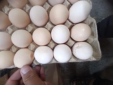 ячейки для яиц: Куриные яйца в лотках доставка бесплатно по Бишкеку доставка от 1 до — 1
