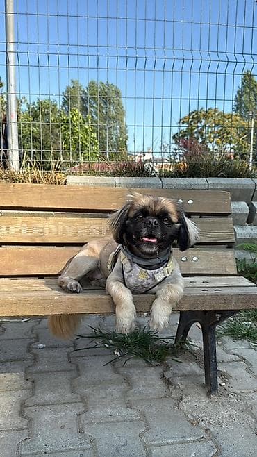 Пекинес, 5 лет, Самка, С прививкой