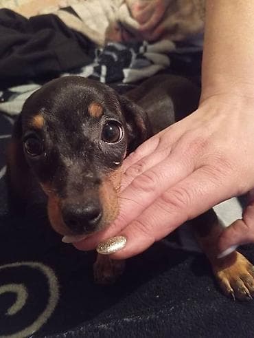 еда для собак: Продаются щенки породы таксы, два мальчика и одна девочка — 10