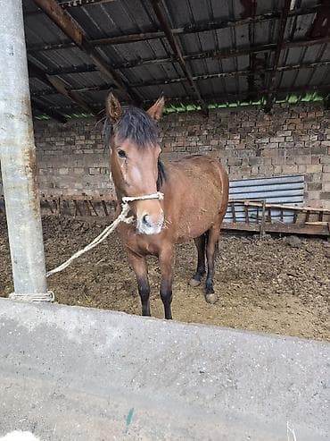 биогумус алам: Продаю | Кобыла (самка) | Полукровка | На забой | Племенные — 3