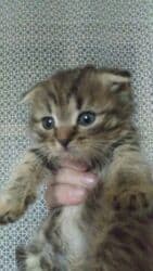 купить йоркширского терьера: Скотиш Фолд (Шотландская вислоухая), 2 месяца, Девочка, Приучена к лотку, Проглистована — 1