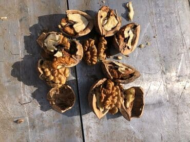 пластиковые контейнеры с крышкой купить бишкек: Грецкий орех, жангак 7-8мешок бар 100сом . Алма-атинский менен ылдый — 2