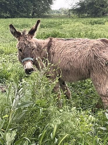 дончак жеребец: Обмен есть Беловодске сам приходишь!! Описание: - Полноразмерный осёл — 1