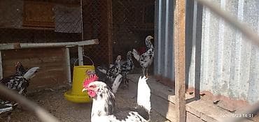 попугай токмок: Продаю | Куры | Для разведения — 4
