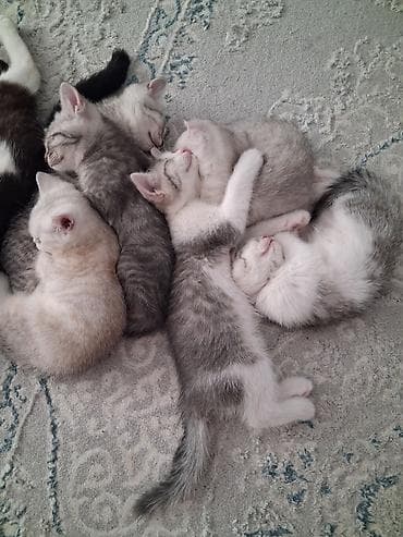Кошки: Очаровательные котята домашнего разведения - Возраст на фото — 2