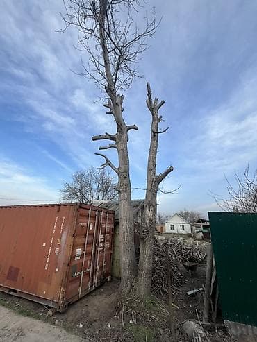прием дерево: Продам Ореховая деревья Большой один из них ровный. Жангак сатылат — 4