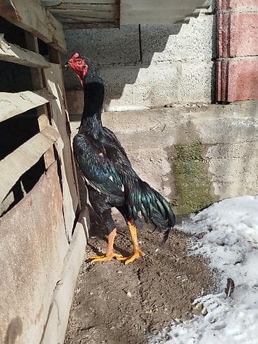 Другие животные: Дакан жожо короз сатылат активный алмашу жолдору бар адрес Бишкек Заря — 2