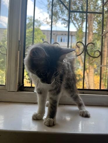 scottish fold: Милая и красивая кошечка ищет заботливый дом! ​Пол: Девочка ​Порода — 2