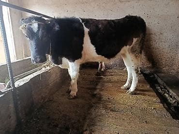 Продаю | Корова (самка), Тёлка | Полукровка | Для разведения, Для молока | Привязанные