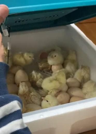 Үй жаныбарлары үчүн товарлар: Сатам | Инкубацияланган жумурткалар | Көбөйтүү үчүн — 1