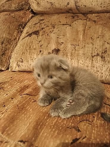 сколько стоит вислоухая кошка: Шотландский вислоухий котёнок (скоттиш-фолд), окрас голубой. - — 1