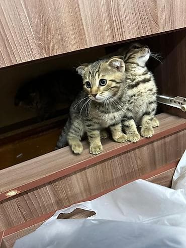 Животные: Скотиш Страйт (Шотландская прямоухая), 2 месяца, Девочка, Приучена к лотку — 10